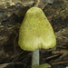 Entoloma flavoviride - Photo (c) jonathan_mack, some rights reserved (CC BY-NC), uploaded by jonathan_mack