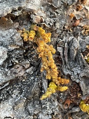 Arceuthobium vaginatum cryptopodum