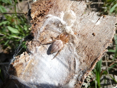 Clubionidae
