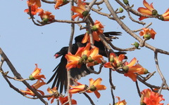 Corvus macrorhynchos levaillantii