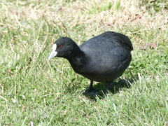 Fulica atra