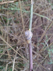 Caucasotachea vindobonensis