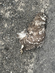 Athene noctua