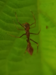Myrmaplata plataleoides