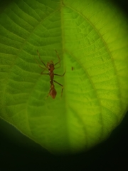 Myrmaplata plataleoides