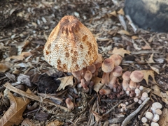 Leucoagaricus americanus