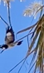 Melanerpes formicivorus