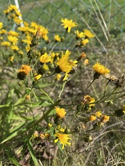 Hieracium umbellatum