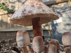 Leucoagaricus americanus