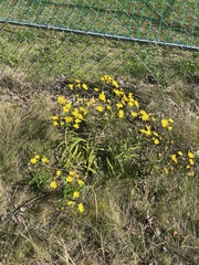 Hieracium umbellatum
