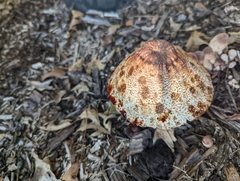 Leucoagaricus americanus
