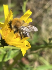 Hieracium umbellatum