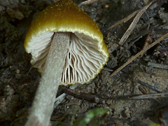 Entoloma flavoviride