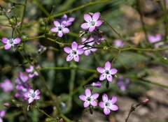 Gilia leptantha purpusii