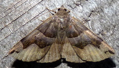 Gondysia telma