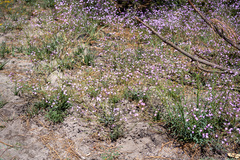 Gilia leptantha purpusii