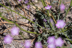 Gilia leptantha purpusii