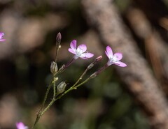 Gilia leptantha purpusii