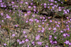 Gilia leptantha purpusii