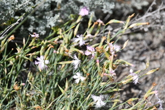 Dianthus