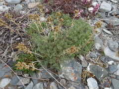Artemisia borealis