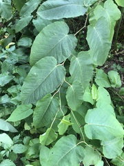 Reynoutria sachalinensis