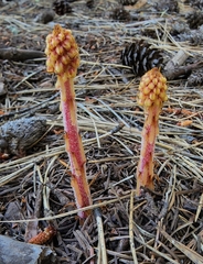 Pterospora andromedea