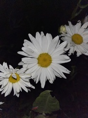 Leucanthemum