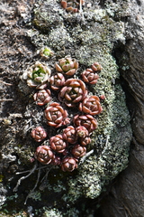 Crassulaceae