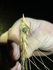 Chlorochroa