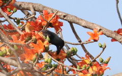 Corvus macrorhynchos levaillantii