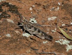 Chortoicetes terminifera