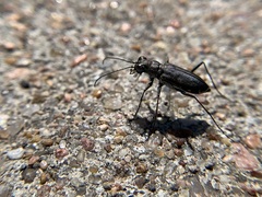 Cicindela punctulata