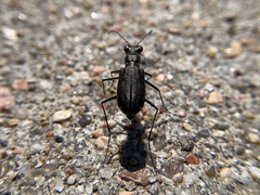 Cicindela punctulata