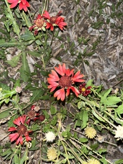 Gaillardia