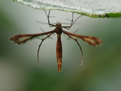 Amblyptilia