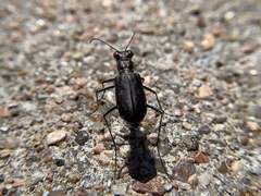 Cicindela punctulata