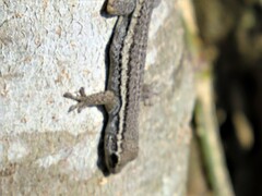 Lygodactylus capensis