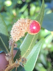 Dryocosmus castanopsidis