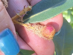 Dryocosmus castanopsidis