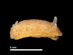 Geitodoris sticta