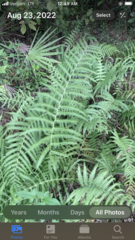 Cyclosorus interruptus