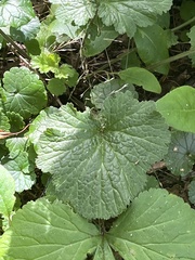 Geum