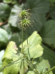 Geum