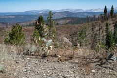 Asclepias cordifolia