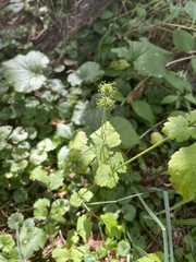 Geum