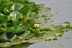 Nymphaea