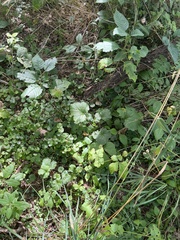 Geum