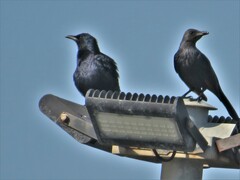 Onychognathus morio morio