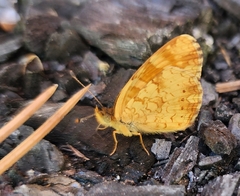 Phyciodes
